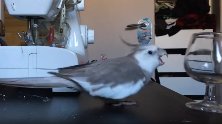 Ο παπαγάλος έχει… θέμα με την τάξη