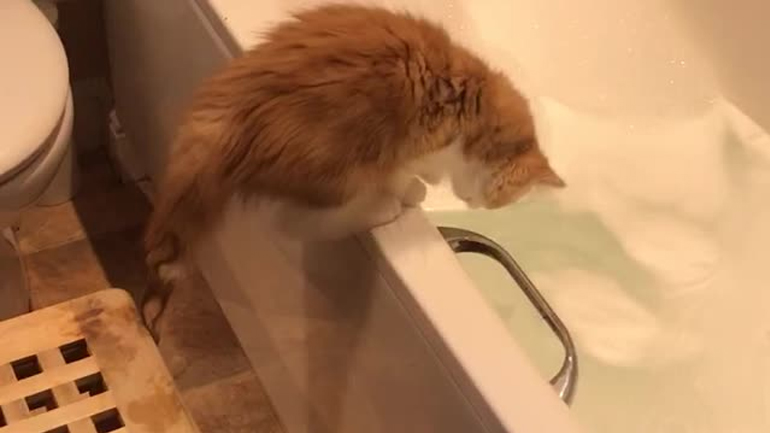 Η περιέργεια έβρεξε τη γάτα