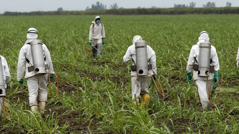 Η Μονσάντο παραδέχτηκε την ενοχή της για χρήση απαγορευμένου ζιζανιοκτόνου
