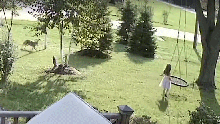 ΗΠΑ: Κογιότ επιτέθηκε σε κοριτσάκι που έπαιζε στην αυλή