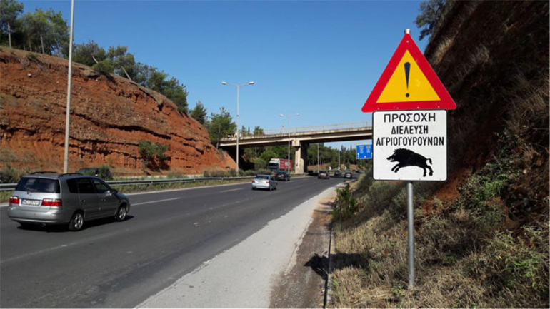 Φορτηγό τράκαρε με αγριογούρουνο