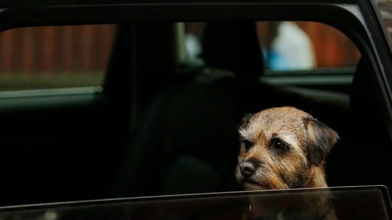 Σκύλος ξεχασμένος σε αυτοκίνητο, έβαλε όπισθεν και έκανε κύκλους επί μία ώρα