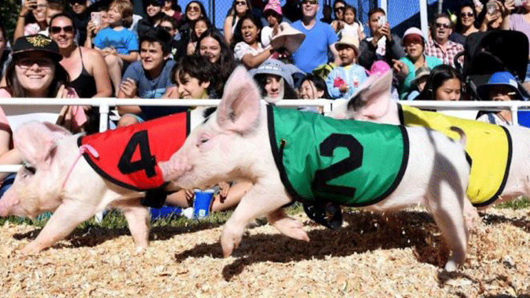 Ξέφρενη κούρσα με γουρουνάκια