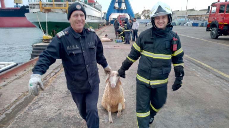 Μεγάλη επιχείρηση για τη διάσωση 14.600 προβάτων από πλοίο που έχει πάρει κλίση στη Μαύρη Θάλασσα