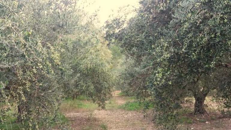 Κινεζική «επίθεση» για τους ελαιώνες της Πελοποννήσου