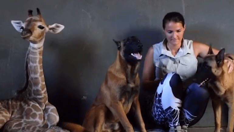 Σκύλος, ο καλύτερος φίλος μιας καμηλοπάρδαλης