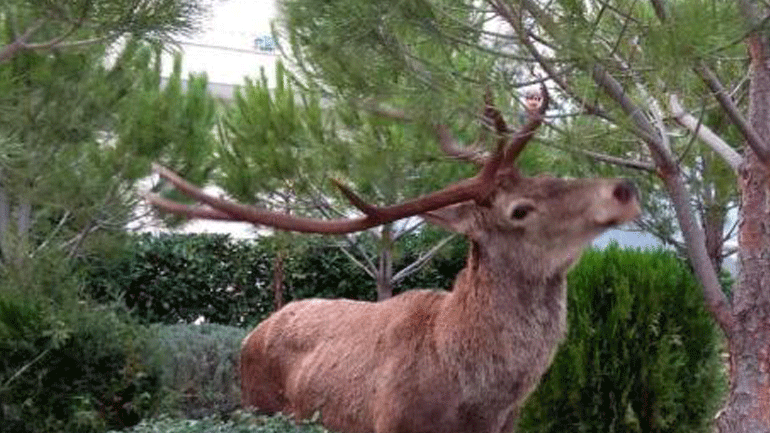 Ελάφι έκανε βόλτα σε αυλές σπιτιών στους Θρακομακεδόνες Αττικής