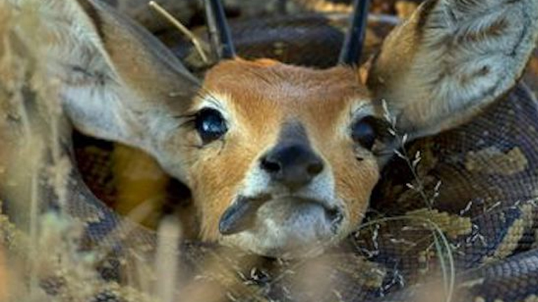 Πύθωνας πνίγει ελάφι