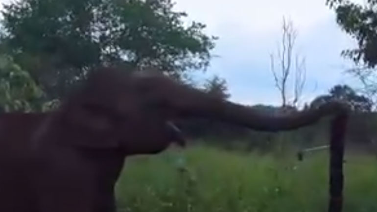 Ινδία: Πανέξυπνος ελέφαντας έσπασε ηλεκτρικό φράχτη για να περάσει
