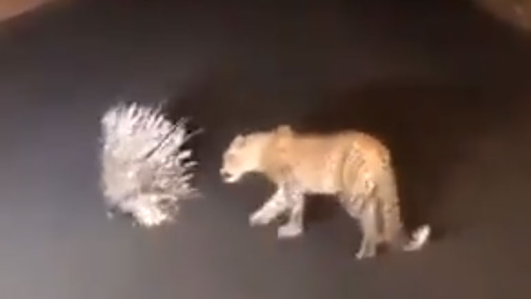Λεοπάρδαλη τα βάζει με ακανθόχοιρο και… χάνει