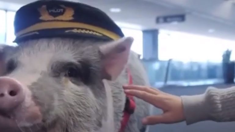 Γουρουνάκι βοηθάει επιβάτες να ξεπεράσουν τον φόβο τους για τα αεροπλάνα