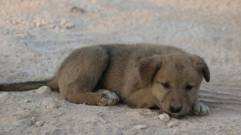 Κουτάβι διασώθηκε από τα συντρίμμια του κρησφύγετου του Μπαγκντάντι
