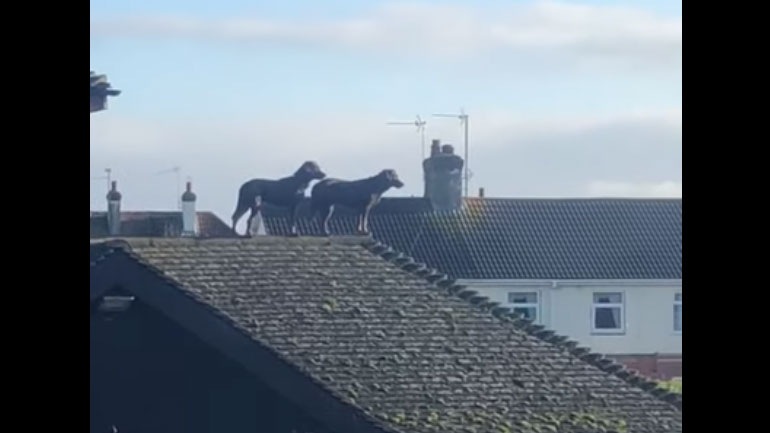 Σκυλιά φυλάνε σπίτι από… την οροφή