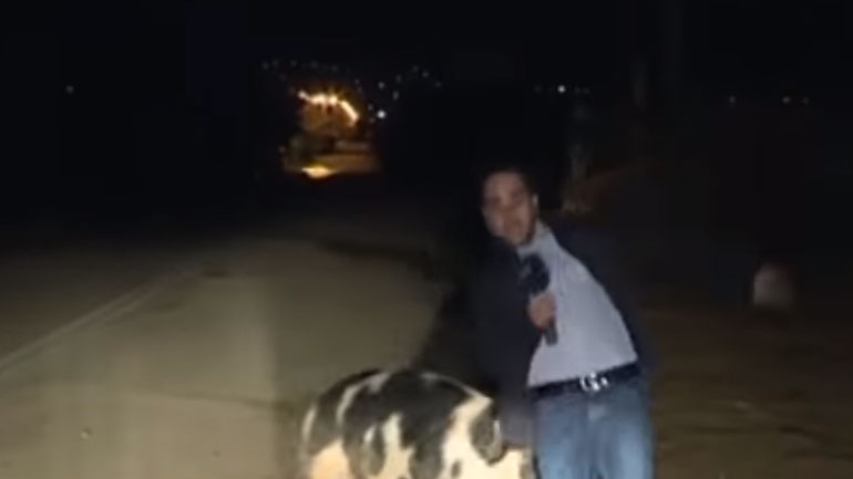 Επικό βίντεο: Γουρούνι δάγκωσε ρεπόρτερ του Παπαδάκη σε ζωντανή σύνδεση!