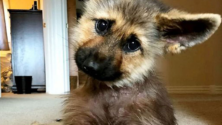 Ενήλικος Γερμανικός Ποιμενικός θα μείνει για πάντα κουτάβι