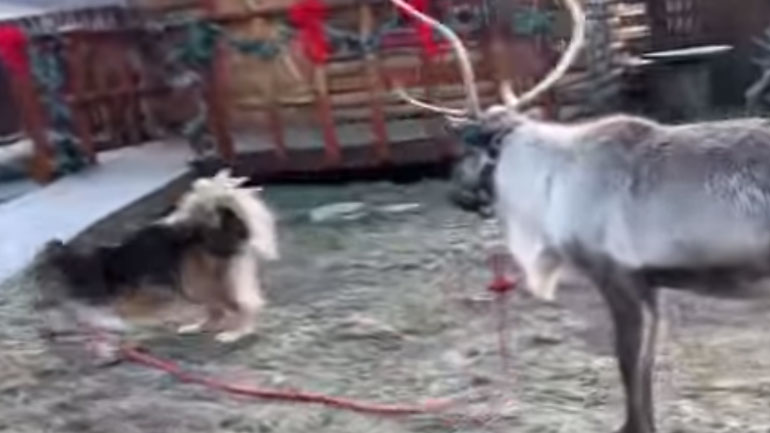 Σκύλος βγάζει βόλτα έναν τάρανδο