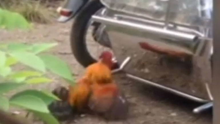 Κόκορας «πουλάει» τσαμπουκά σε μηχανή για δικούς του λόγους…