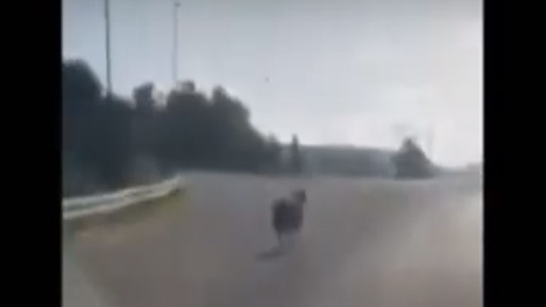 Ηράκλειο: Πρόβατο «βόλταρε» στην εθνική οδό προκαλώντας αναστάτωση