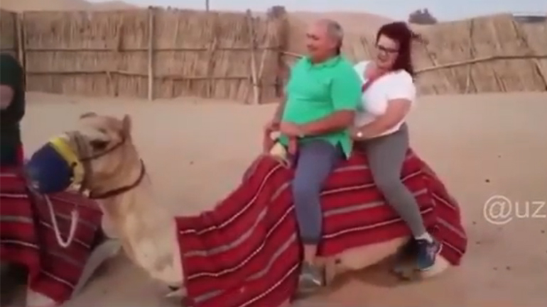 Τα βρήκε «σκούρα» η καμήλα