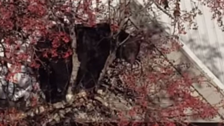 Καναδάς: Αρκούδα «αράζει» πάνω σε ένα δέντρο