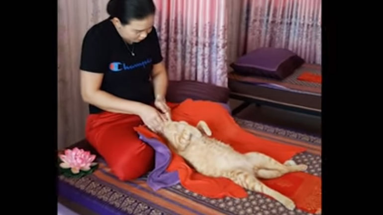 Γάτα απολαμβάνει το… μασάζ της