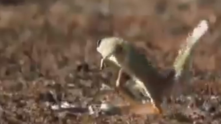 Μαγκούστα ξεφεύγει με μαεστρία από επίθεση κόμπρας