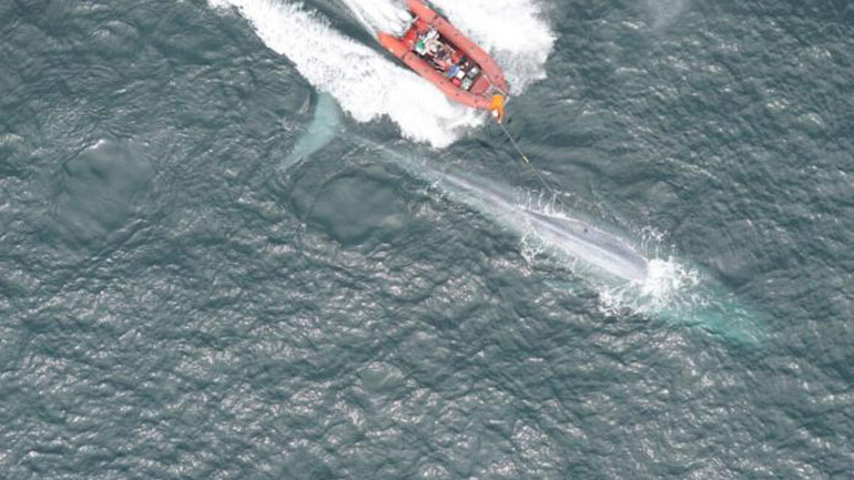 ΗΠΑ: Έκαναν καρδιογράφημα σε γαλάζια φάλαινα για πρώτη φορά