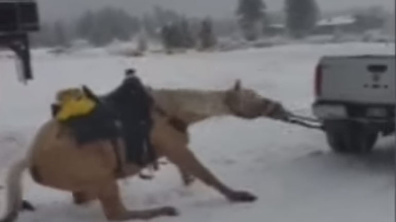 Κολοράντο: Έδεσαν άλογο σε φορτηγό και το έσερναν