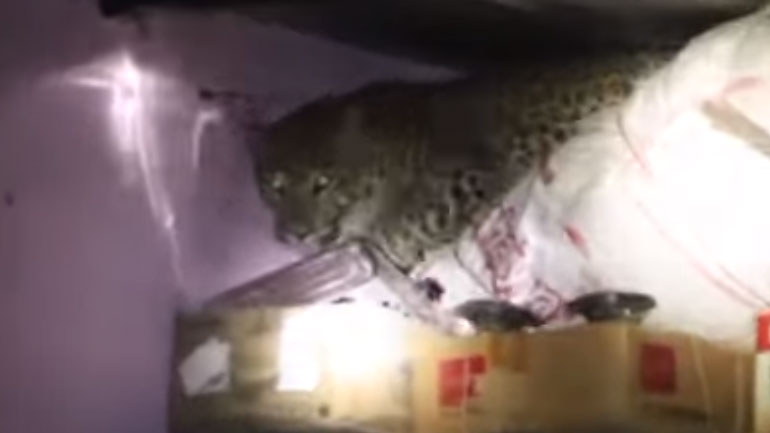 Λεοπάρδαλη εισέβαλε σε σπίτι στη Μαχαράστρα προκαλώντας πανικό