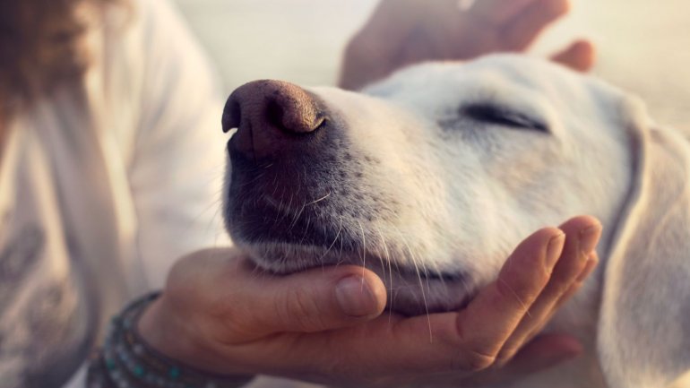 Σπάνια ιατρική περίπτωση: 63χρονος άνδρας πέθανε επειδή τον έγλειψε o σκύλος του