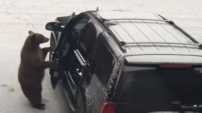 Αρκούδα-Οδηγός: Άνοιξε την πόρτα του αυτοκινήτου και μπήκε μέσα