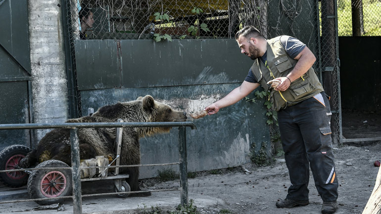 Πέθανε ο Ούσκο, η διάσημη αρκούδα-σύμβολο ζωής και δύναμης του Αρκτούρου