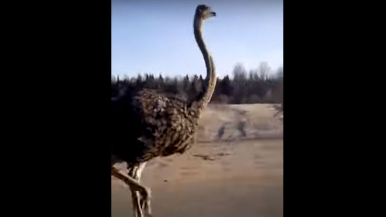 Στρουθοκάμηλος «κοντράρει» αυτοκίνητο