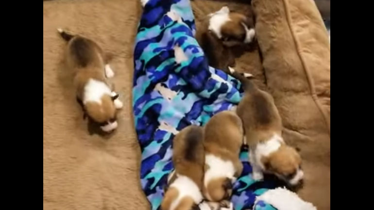 Κουτάβι μαθαίνει να περπατάει στον ύπνο του