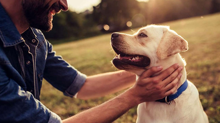 Πώς να χαϊδεύετε με σωστό τρόπο τον σκύλο σας;