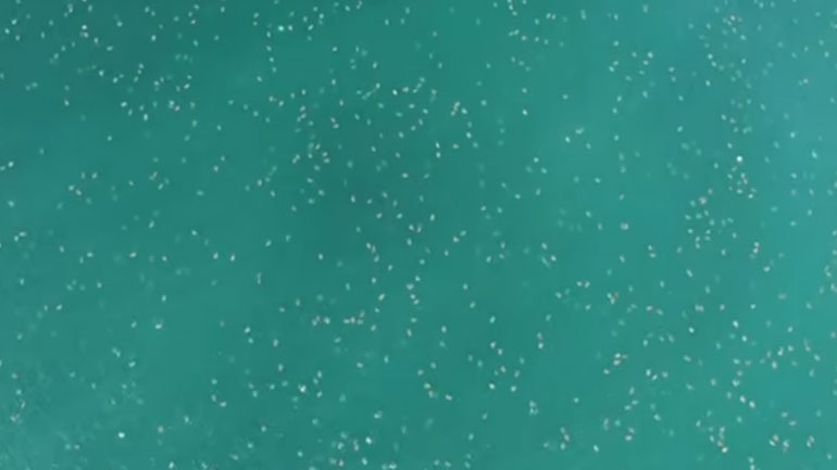 Χιλιάδες χελώνες κολυμπάνε στα ανοιχτά της Κόστα Ρίκα