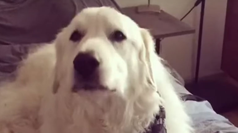 Σκύλος πιάνει… κουβεντούλα με τους ιδιοκτήτες του