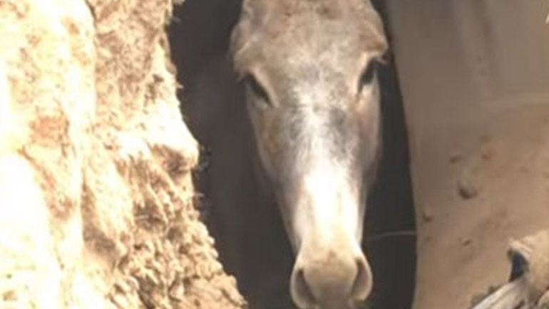 ΗΠΑ: Έσωσαν γάιδαρο που έπεσε σε καταβόθρα