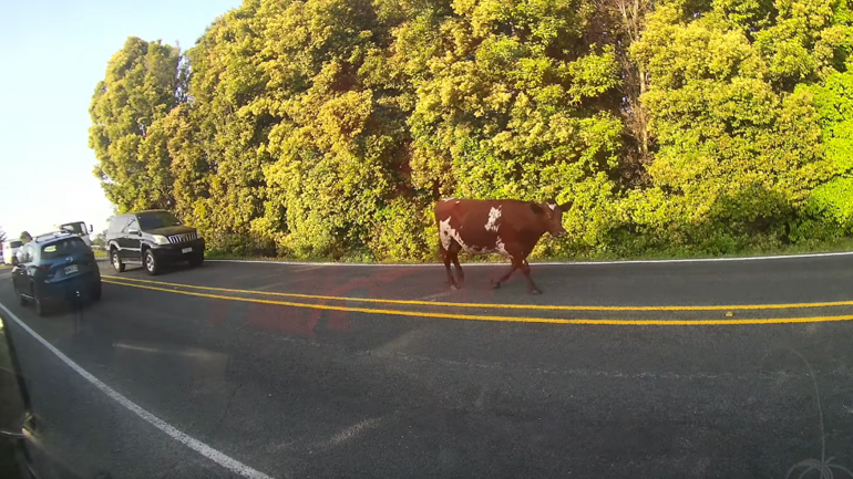 Περιπλανώμενη αγελάδα προκαλεί μποτιλιάρισμα