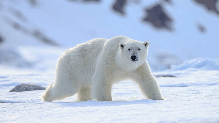 Ρωσία: Επιστήμονες προτείνουν την εκκένωση οικισμού που έχει κατακλυστεί από πολικές αρκούδες