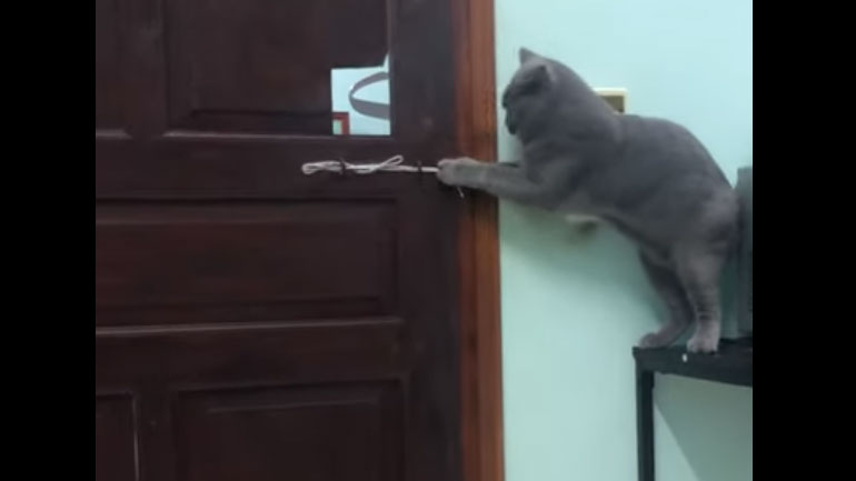 Γάτα «αψηφά» τις κλειδωμένες πόρτες