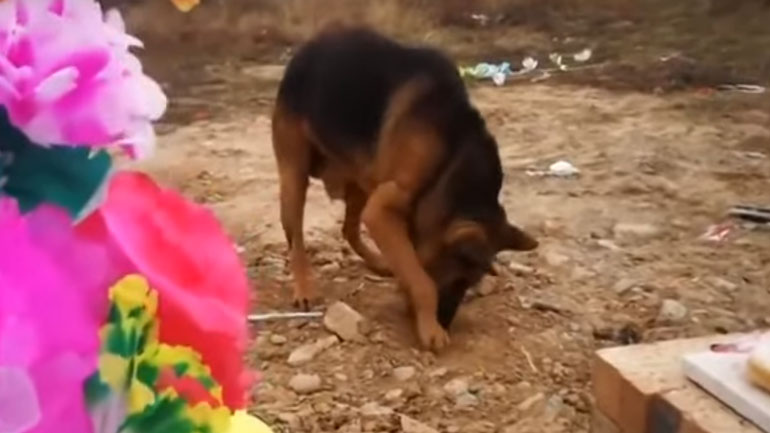Κίνα: Σκύλος προσπαθεί να ξεθάψει το πεθαμένο αφεντικό του