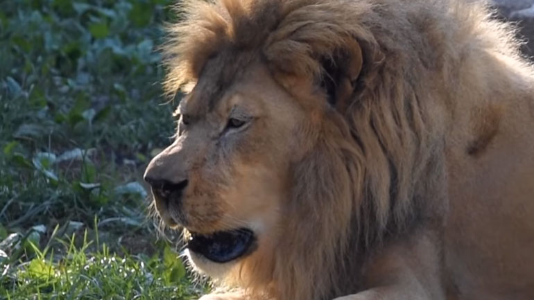 Έτσι φτερνίζεται το λιοντάρι