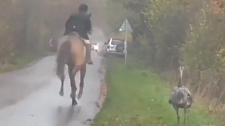 Ρέα παίρνει στο κατόπι έναν κυνηγό