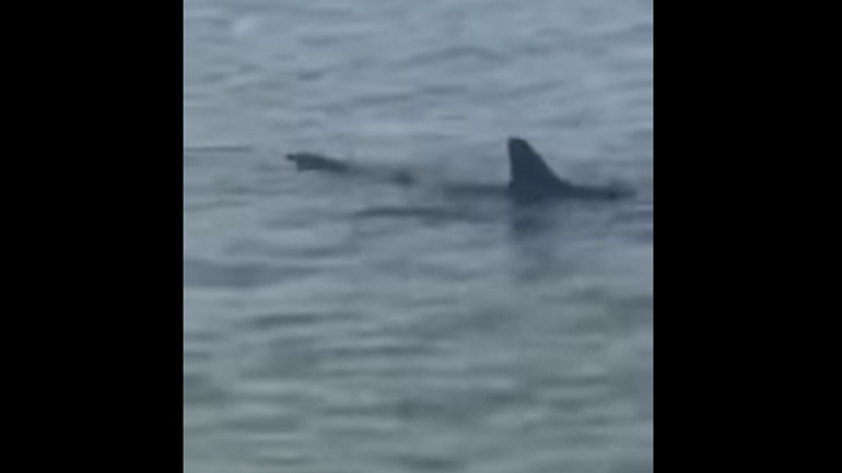 Κύπρος: Καρχαρίας εμφανίστηκε στα ρηχά του Ακρωτηρίου