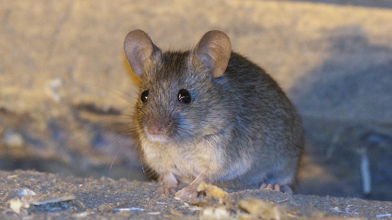 Ήταν «πρόσφυγας» ο ποντικός!