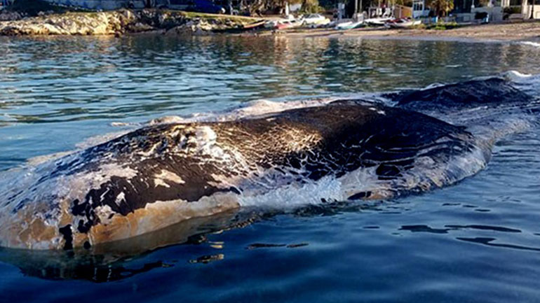 Φάλαινα ξεβράστηκε στην Κερατέα – Βρέθηκε μπαταρία αυτοκινήτου στο στομάχι της