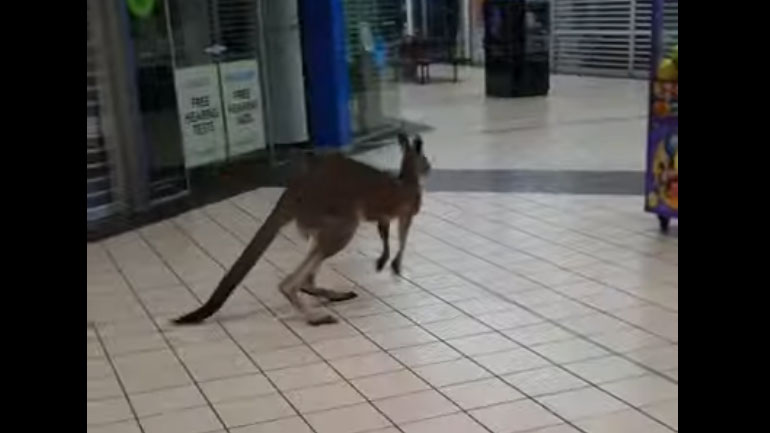 Καγκουρό πήγε… βόλτα σε εμπορικό κέντρο