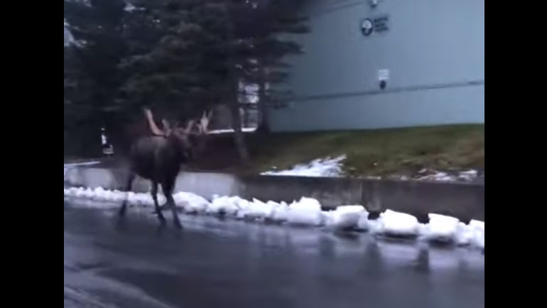 Αλάσκα: Άλκη «συνοδεύει» οικογένεια μέχρι το σπίτι της