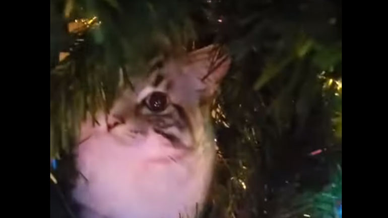 Χριστουγεννιάτικο δέντρο στολισμένο με… γάτα